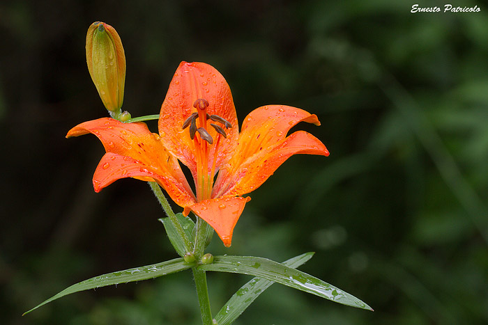 Lilium bulbiferum subsp. bulbiferum